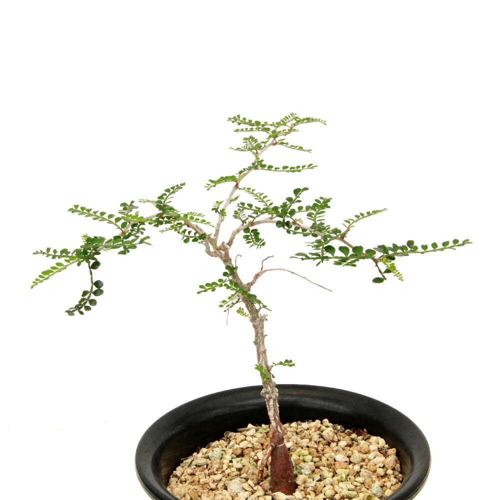 楽天市場】（多肉植物）オペルクリカリア パキプス 実生苗 2．5〜3