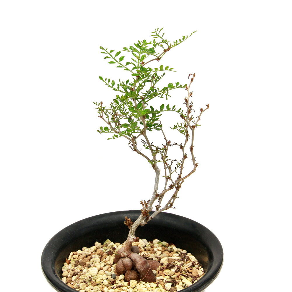 オペルクリカリア　パキプス　実生　5年以上 (鉢付き) オペルクリカリア パキプス 実生5年株 発根済 (商品番号PP