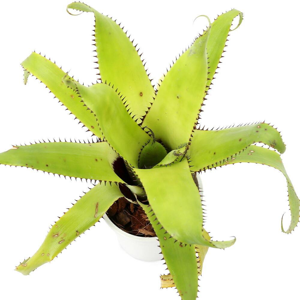 （観葉植物）一点物　エクメア　トライアングラリス　３号（１鉢）タンクブロメリア