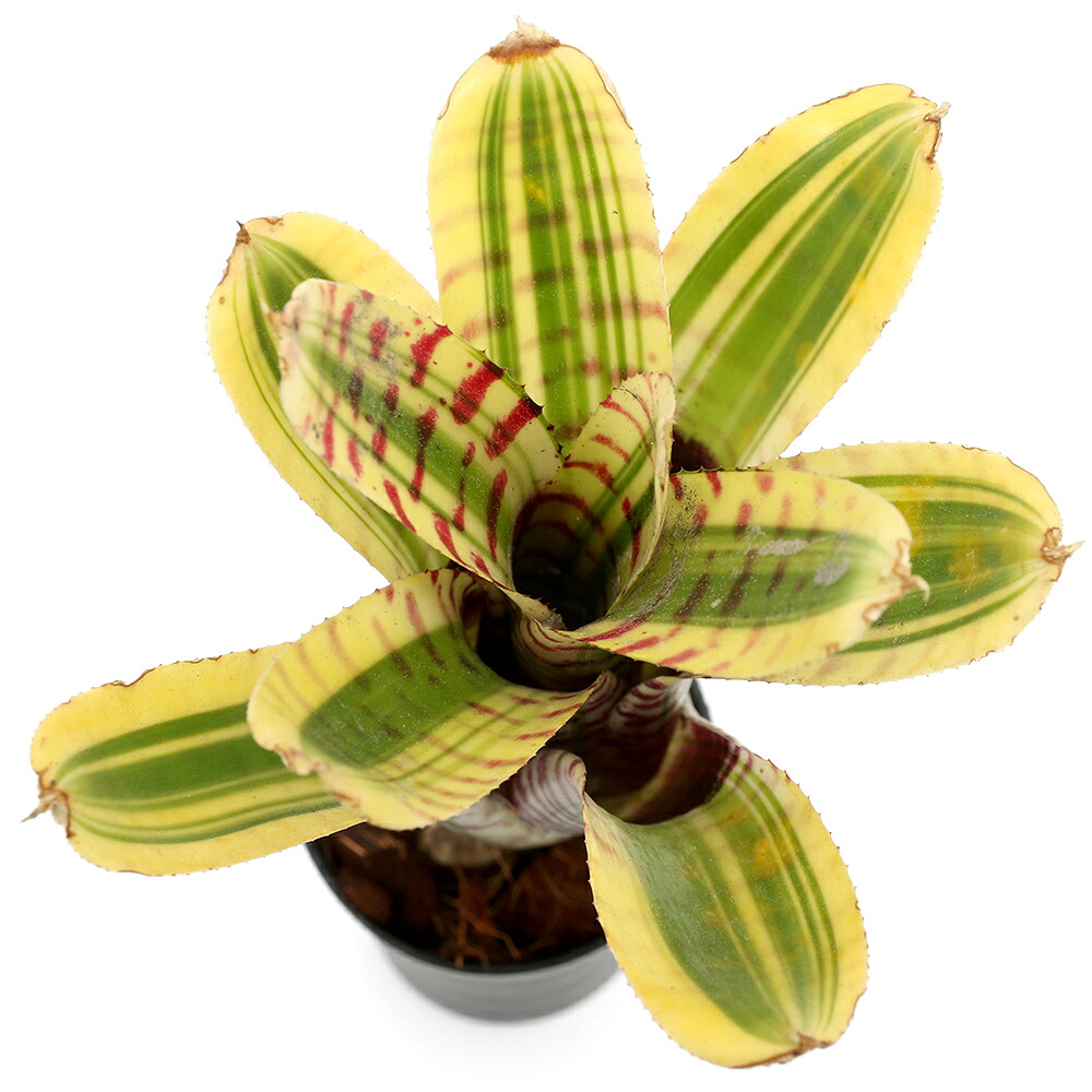 （観葉植物）ネオレゲリア　ゴチャ　２号（１株）
