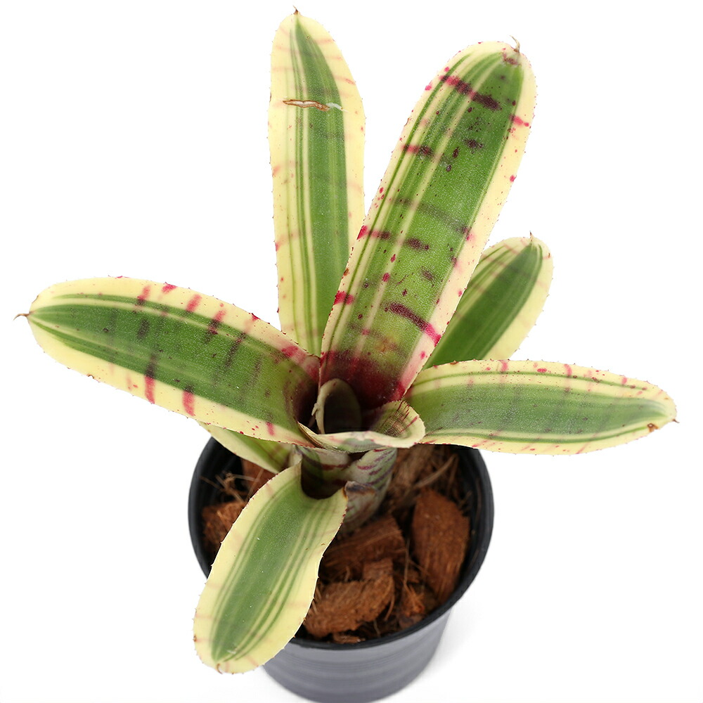 （観葉植物）一点物　ネオレゲリア　スリラー　２号（１株）