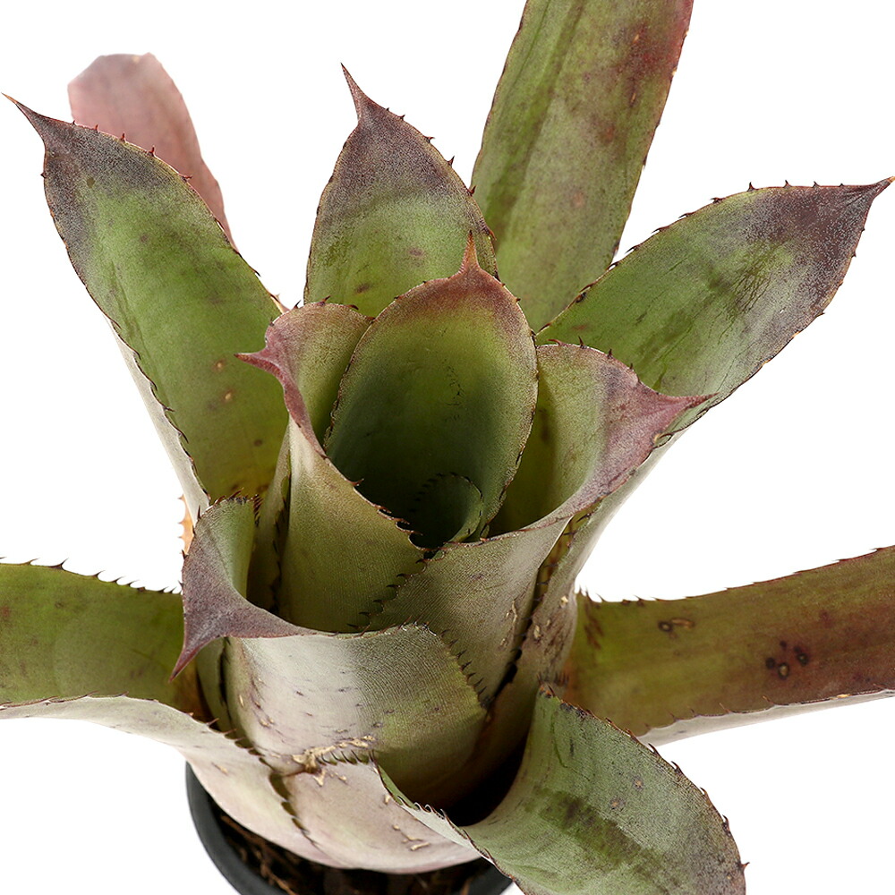 （観葉植物）一点物　ホヘンベルギア　パープルマジェスティ　３．５号（１株）タンクブロメリア