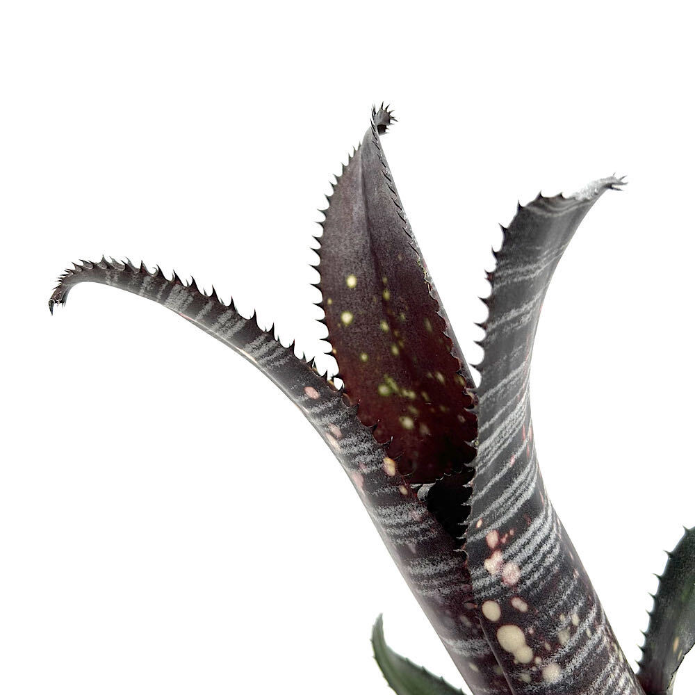 （観葉植物）一点物　ビルベルギア　オビワン　３号（１株）｜charm 店 14,498円
