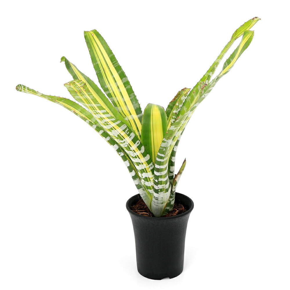 （観葉植物）一点物　エクメア　チャンティニー　’サムライ’　３号（１株）タンクブロメリア