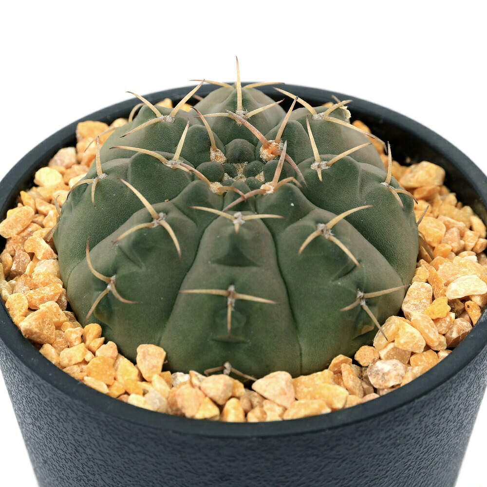 楽天市場】（多肉植物）サボテン ギムノカリキウム