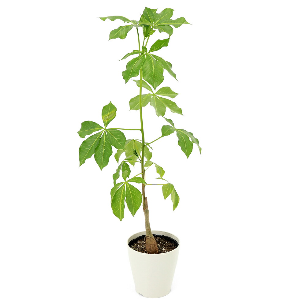 楽天市場】（多肉植物）バオバブの木 アダンソニア ディギタータ 実生