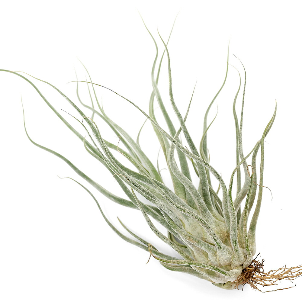 楽天市場】（観葉植物）エアープランツ チランジア エーレルシアナ（1