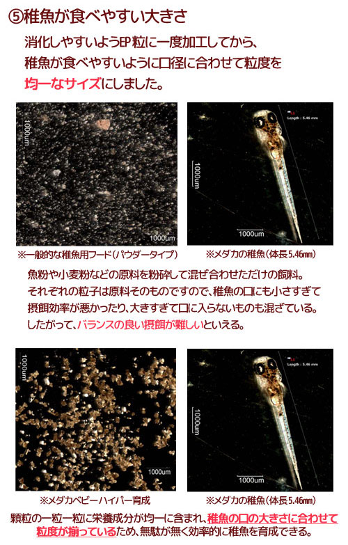 楽天市場 キョーリン メダカベビー ハイパー育成 ２０ｇ 関東当日便 Charm 楽天市場店