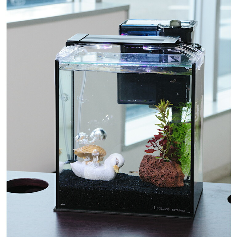 （熱帯魚）（水草）簡単アカヒレ飼育水草レイアウトセット　アカヒレ　Ｓサイズ付　２５ｃｍ水槽　カルガモ親子ｖｅｒ．　本州四国限定