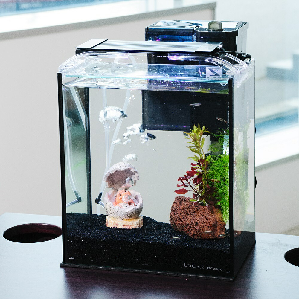 楽天市場】（熱帯魚）飼育セット グッピーセット guy〜水〜 おまけ