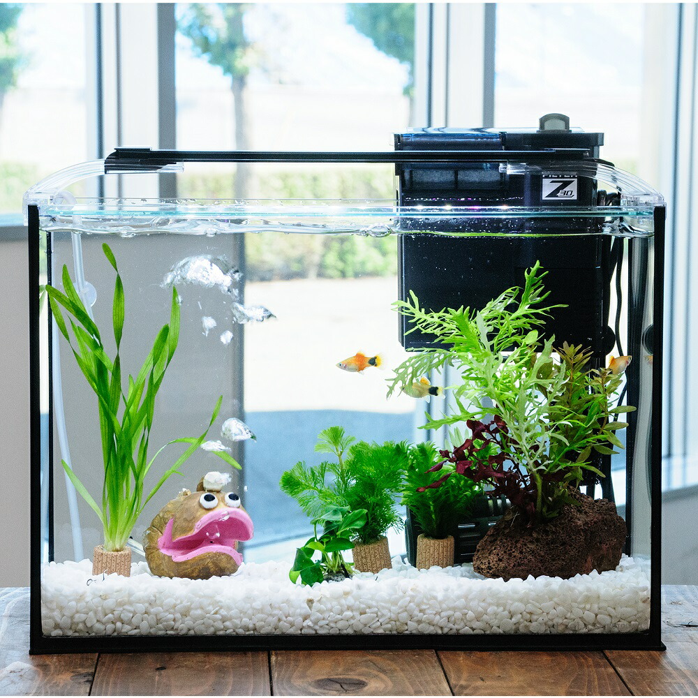 （熱帯魚）（水草）簡単イエローミッキーマウスプラティ飼育水草レイアウトセット　４０ｃｍ水槽　アンコウｖｅｒ．　本州四国限定　関東当日便