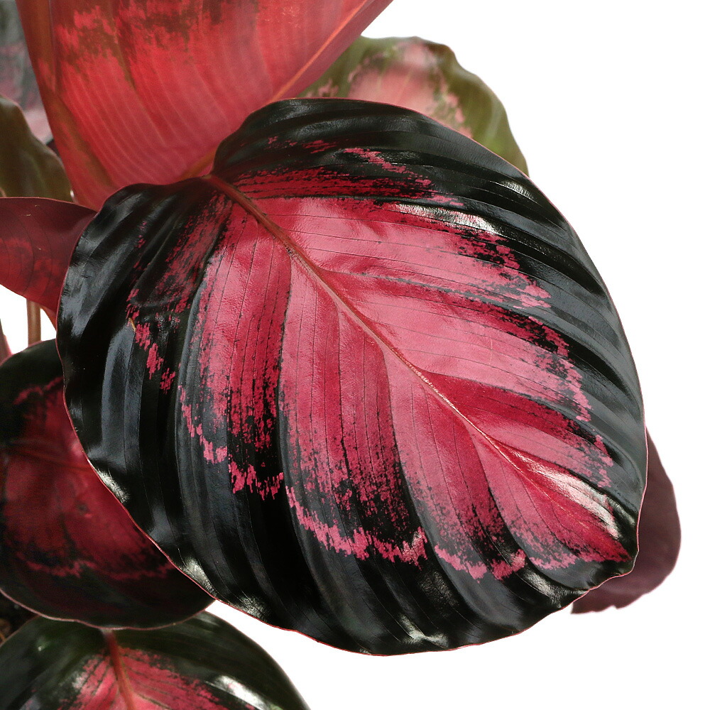 楽天市場】（観葉植物）フィカス エラスティカ ティネッケ 4号（1鉢