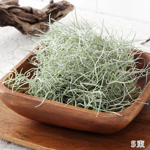 観葉植物 エアープランツ ティランジア ウスネオイデス ファインシルバー 包物 Doorswindowsstairs Co Uk