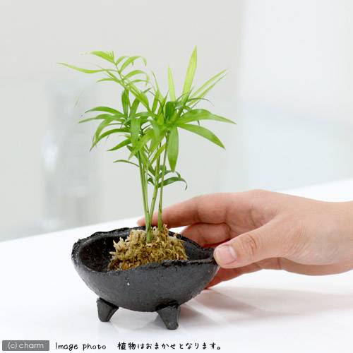楽天市場 観葉植物 苔玉 おまかせ観葉 ｖｅｒ 水苔 ３個 コケ玉 Charm 楽天市場店