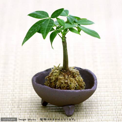 楽天市場 観葉植物 苔玉 おまかせ観葉 ｖｅｒ 水苔 ３個 コケ玉 Charm 楽天市場店