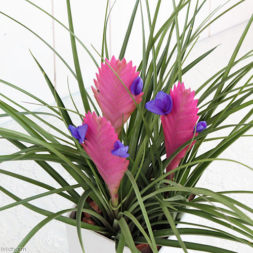 楽天市場 観葉植物 エアープランツ ティランジア キアネア ２ ３株植え ４号 １鉢 Charm 楽天市場店