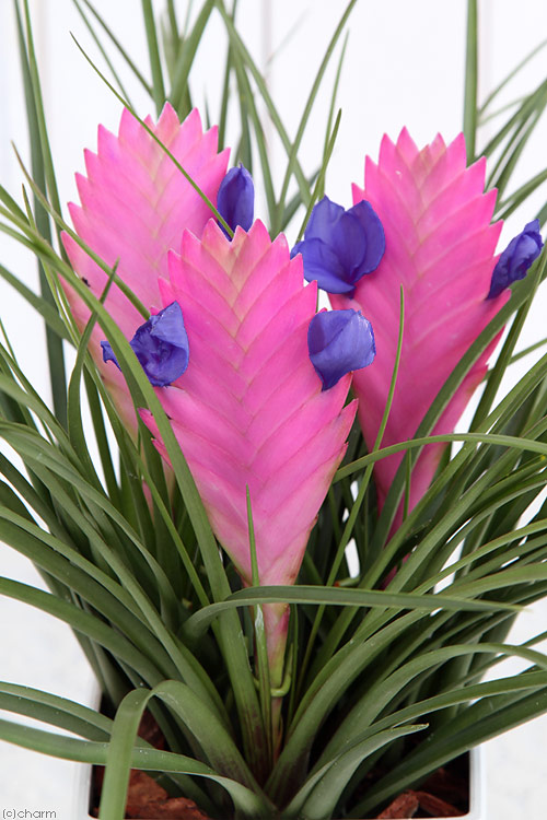 楽天市場 観葉植物 エアープランツ ティランジア キアネア ２ ３株植え ４号 １鉢 Charm 楽天市場店