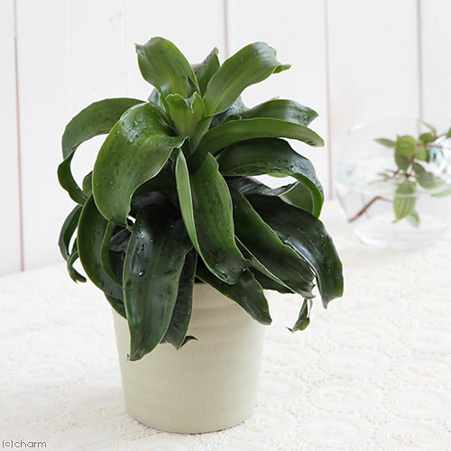 楽天市場】（観葉植物）ユッカ グロリオサ バリエガータ 4号