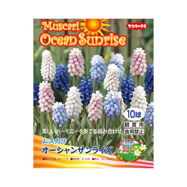 楽天市場 観葉植物 ムスカリ球根 オーシャンサンライズ １０球詰 １袋 Charm 楽天市場店