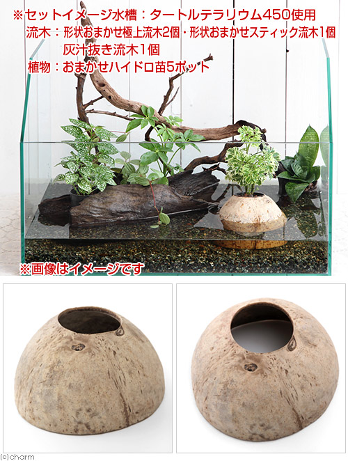 楽天市場 観葉植物 ココナッツシェルター 観葉植物付き 入り口無しタイプ １セット 沖縄不可 Charm 楽天市場店