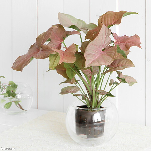 楽天市場 観葉植物 ハイドロ苗９f ｌサイズ シンゴニウム ピンク １ポット Charm 楽天市場店