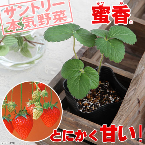 楽天市場 観葉植物 サントリー 野菜苗 イチゴ 蜜香 ３号 １ポット 家庭菜園 Charm 楽天市場店