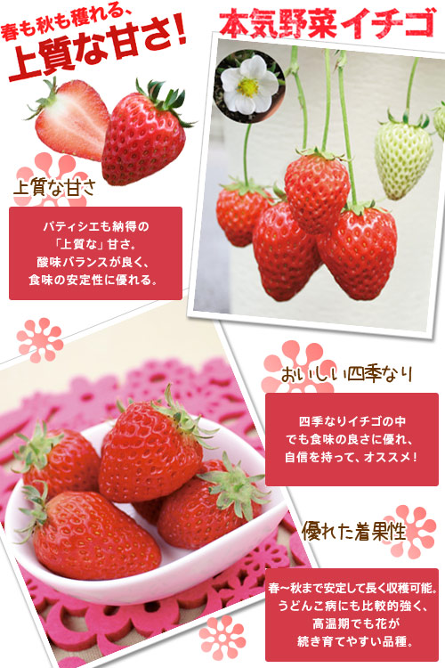 楽天市場 観葉植物 サントリー 野菜苗 イチゴ ドルチェベリー ３号 ３ポット 家庭菜園 Charm 楽天市場店