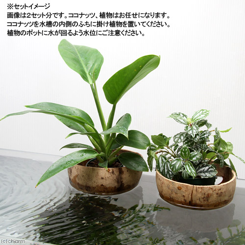 楽天市場 観葉植物 水槽掛け型 ウォールハーフココナッツ おまかせ苗セット １セット Charm 楽天市場店