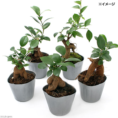 観葉植物 ガジュマル 号 ポット Amedf Com Br