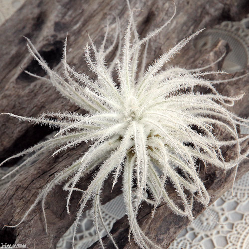 楽天市場 観葉植物 エアープランツ ティランジア テクトラム ｓサイズ １株 Charm 楽天市場店