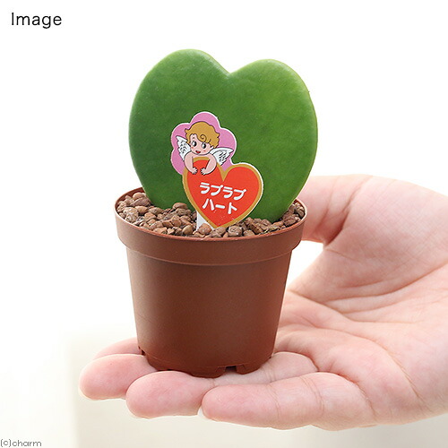 楽天市場 観葉植物 ラブラブハート ２号 ３鉢 ホヤ カーリー シャムサクララン Charm 楽天市場店