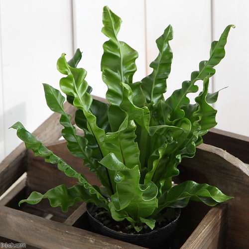 着生植物3種セット 楽天市場】（観葉植物）シダ アスプレニウム プリカーツム