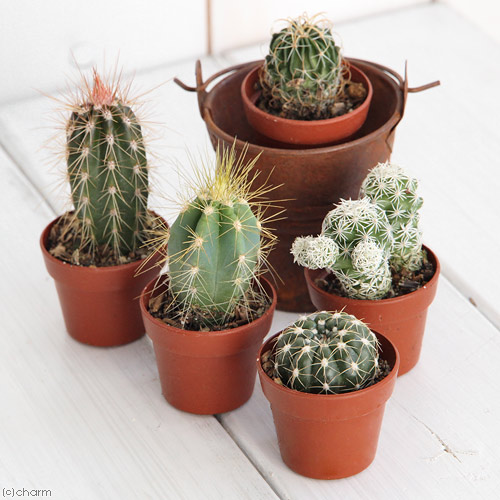 観葉植物 おまかせプチサボテン 硬質ポット植え ポット Giosenglish Com