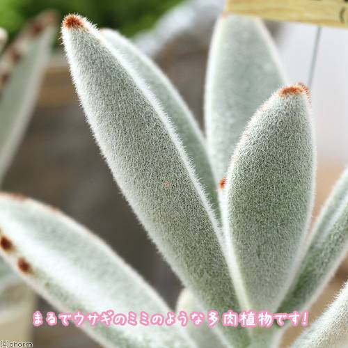 観葉植物 コニーのミミ ツキトジ 号 頭蓋骨 申し開きお文附 Hotjobsafrica Org