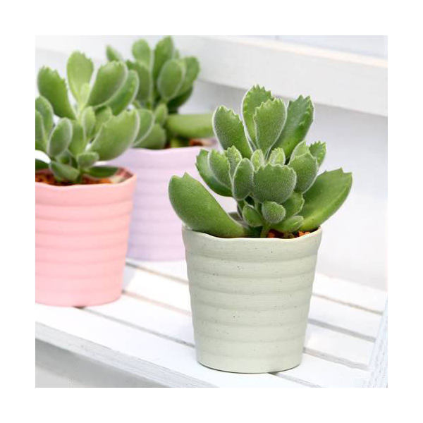 観葉植物 コチレドン クマドウジ 熊童子 号 鉢 説明書付き Letempslev K7a Com