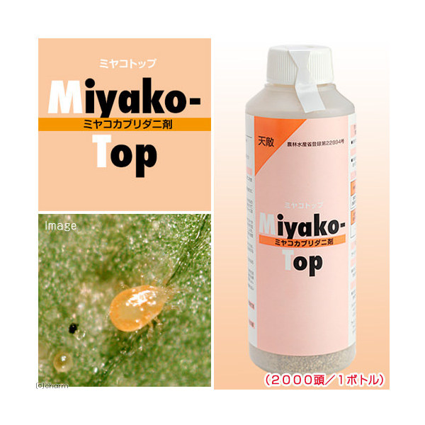 楽天市場 天敵製剤テントップ 50頭入り ナミテントウ剤 Entomological Meister むし工房