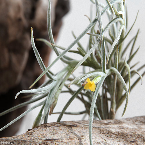 これまでで最高のウスネオイデス 花 すべての美しい花の画像
