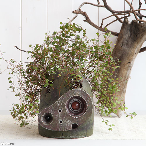 楽天市場 観葉植物 観葉ギフト ジブリプランター 天空の城ラピュタ ロボット兵の思い ワイヤースペード仕立て 植え込み完成品 Charm 楽天市場店