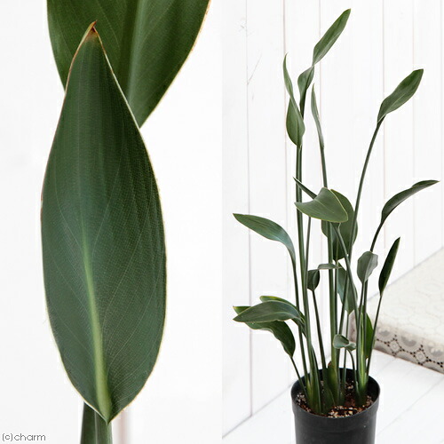 ストレリチア・ユンケア（Strelitzia juncea）7号