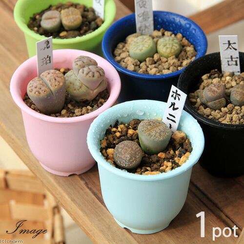 楽天市場】（多肉植物）リトープス（玉型メセン） 品種おまかせ