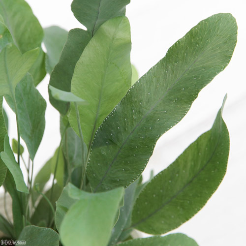 観葉植物 シダ フレボディウム オーレウム ブルースター 号 ポットセット Marcsdesign Com