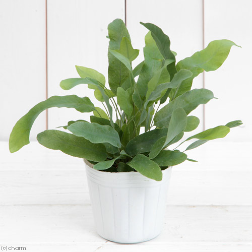 観葉植物 シダ フレボディウム オーレウム ブルースター 号 ポットセット Marcsdesign Com