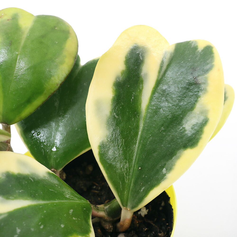 楽天市場】（観葉植物）ホヤ アーチボルディアナ 3号（1鉢） : charm