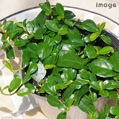 楽天市場 観葉植物 フィカス シャングリラ つる性ガジュマル ２ ５ ３号 １ポット Charm 楽天市場店