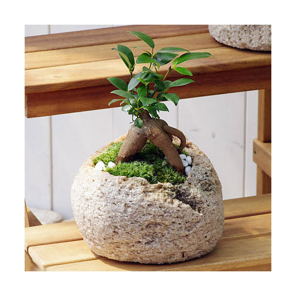 （観葉植物）苔盆栽　ガジュマル　抗火石鉢植え　Ｍサイズ（１鉢）　北海道冬季発送不可