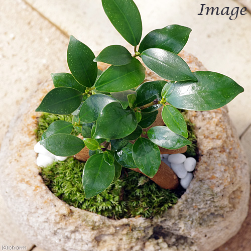 楽天市場 観葉植物 苔盆栽 ガジュマル 抗火石鉢植え ｍサイズ １鉢 Charm 楽天市場店