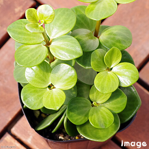 楽天市場 観葉植物 ペペロミア ホープ ３号 １ポット Charm 楽天市場店