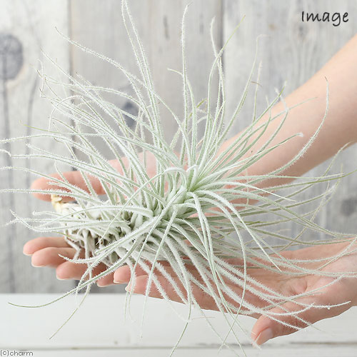 最高のエア プランツ テクトラム すべての美しい花の画像