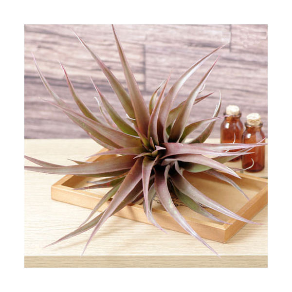 観葉草木 エアープランツ ティランジア カピタータ 丹色 根子 Afic Association Org