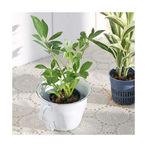 楽天市場】（観葉植物）おまかせハイドロ苗 4．5φ Sサイズ